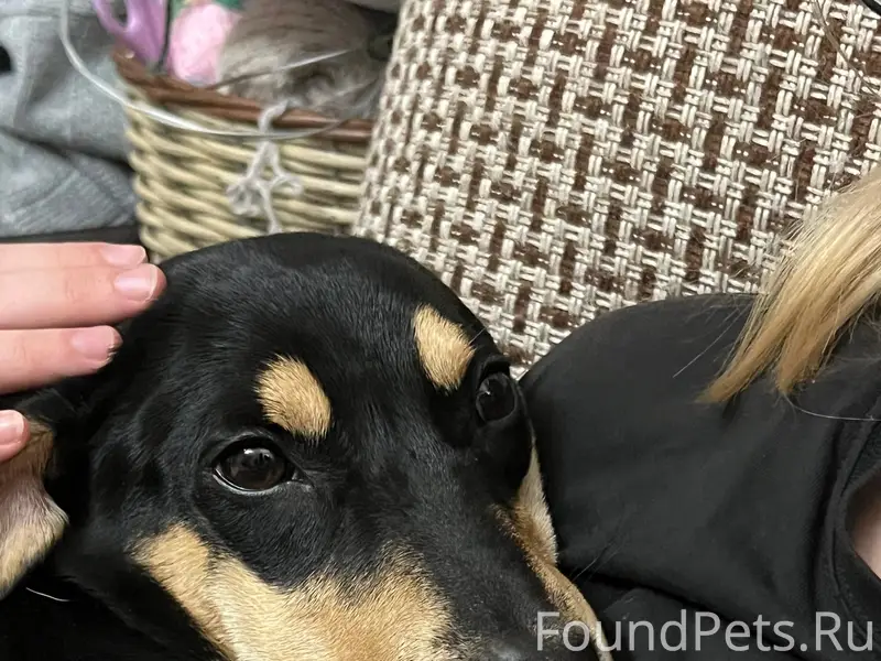 Пропал метис таксы Арчи, Малоярославецкий район