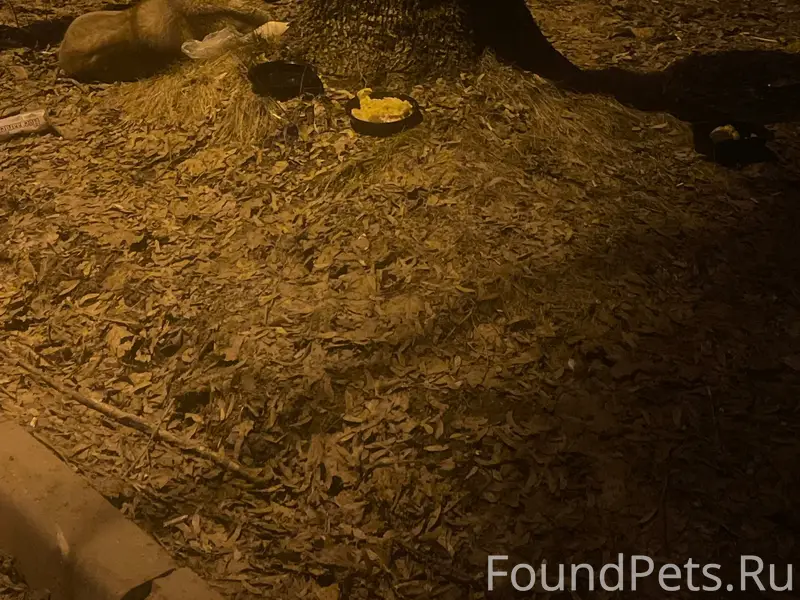 Пропала собака, Лобня, район ул. Краснополянская