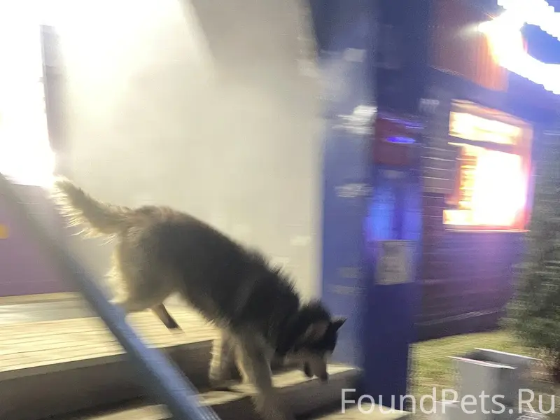 Пропала собака хаски, центр