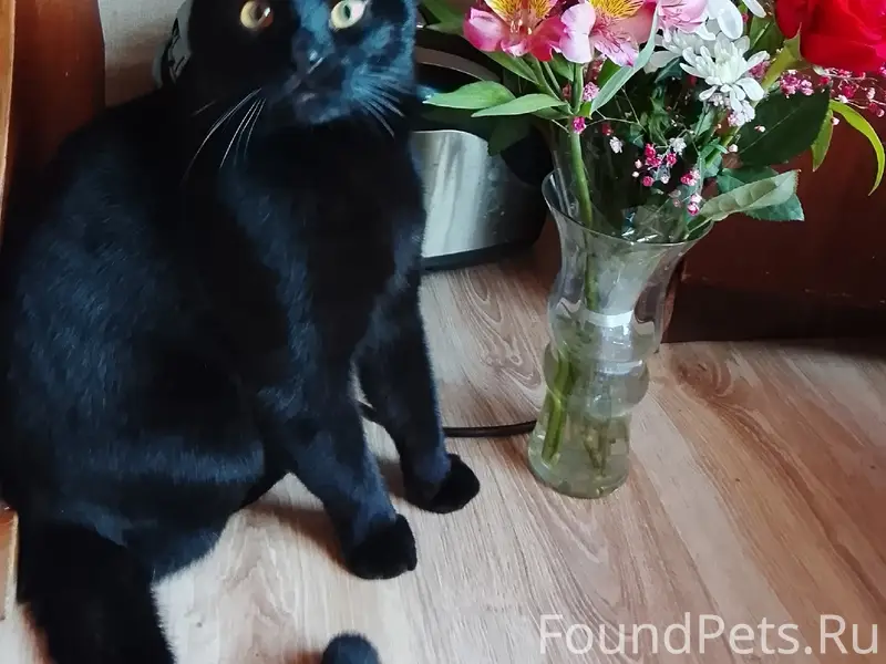 Пропал кот, [место: район улиц Некрасова и Ленина]