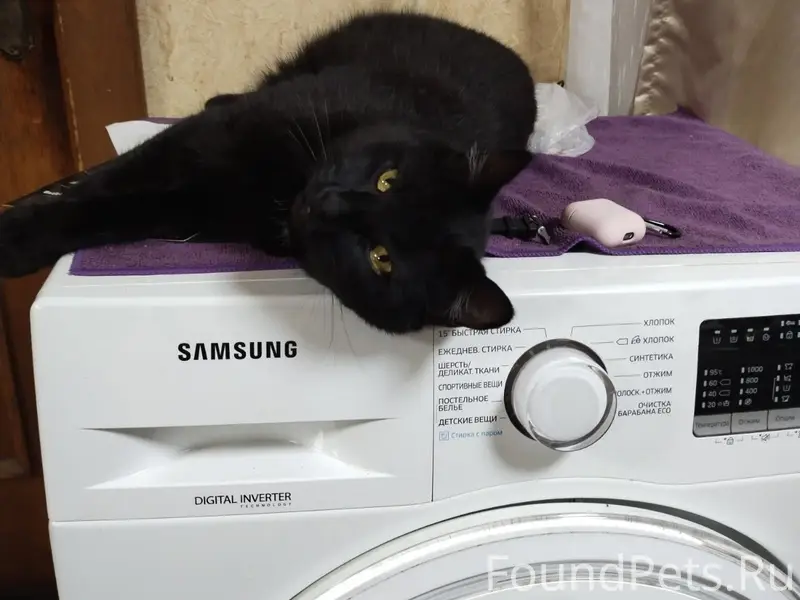 Пропал кот Бумер, частный сектор возле 2 школы