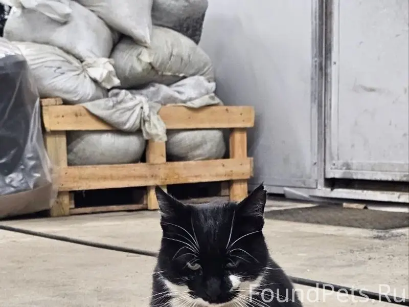 Найдена кошка, Нахабино