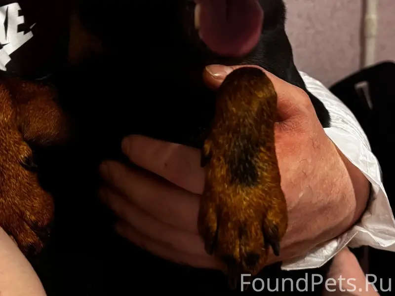 Найден пинчер, район ул. Воркутинская