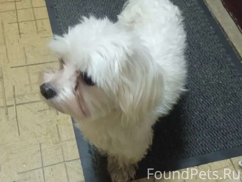 Найден мальчик мальтийская болонка, Хамовники