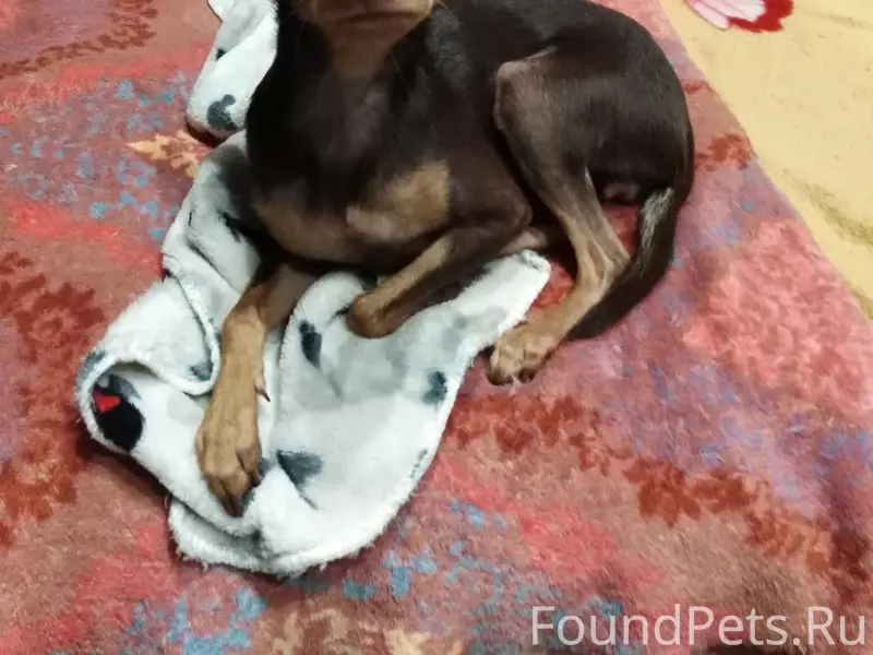 Пропала собака, место пропажи — Пугачева 40