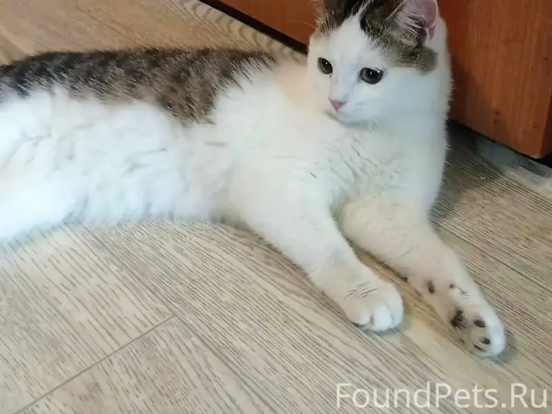 Найден котёнок, срочно нужен дом