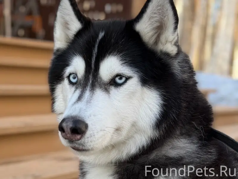 Пропал хаски Рони, Екатеринбург, Академический
