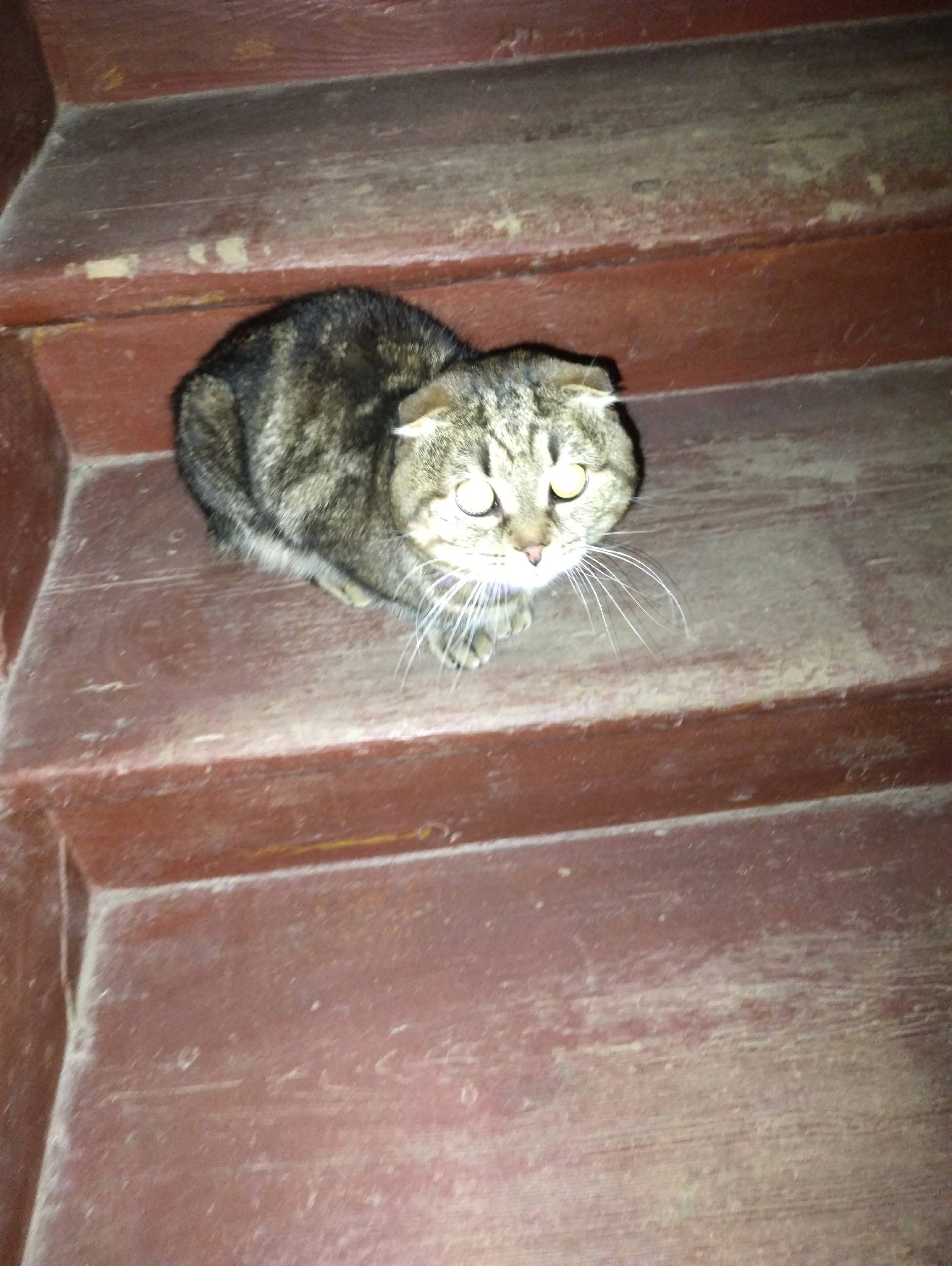 Найдена кошка, улица Титова 14