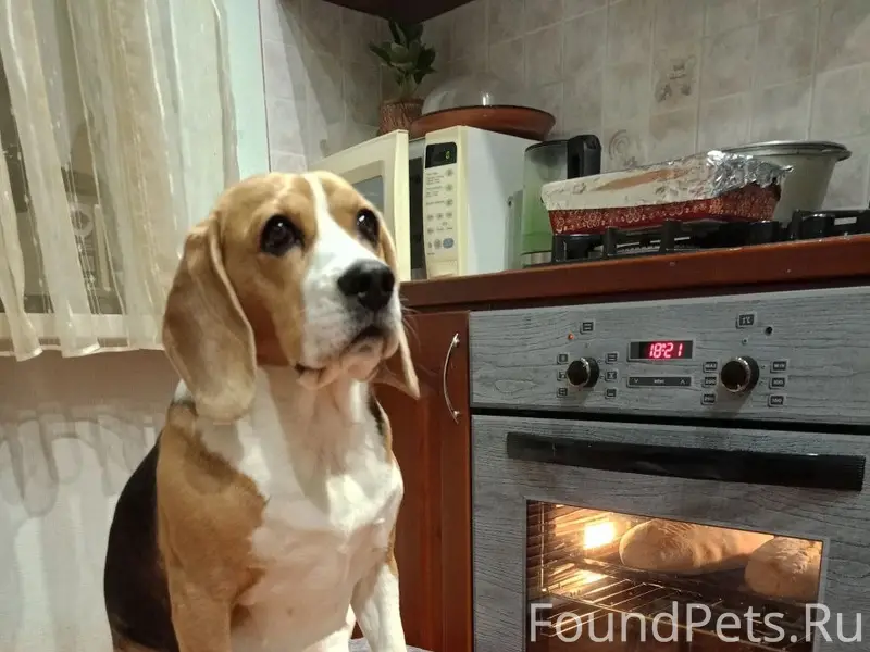 Пропала девочка бигль Тата, Частинский округ