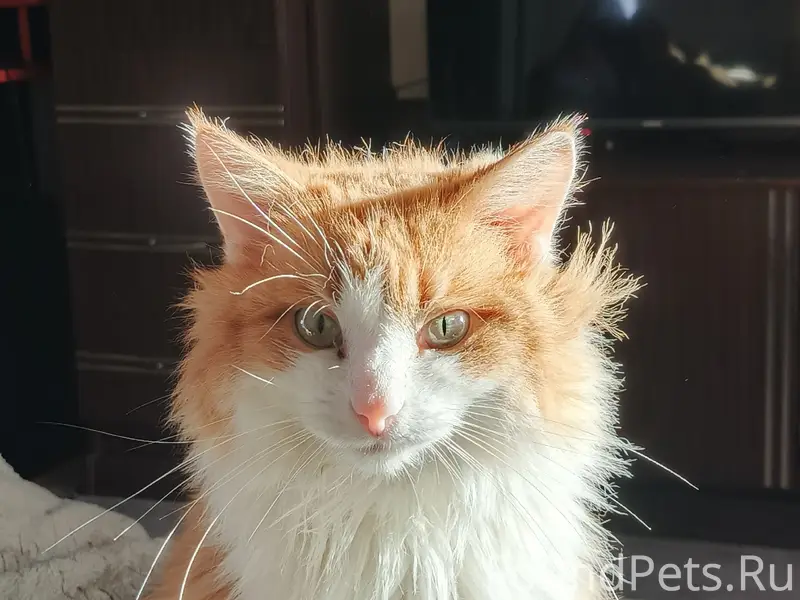 Пропал беспородный кот Сыночка/Рыжик, проспект Циолковского