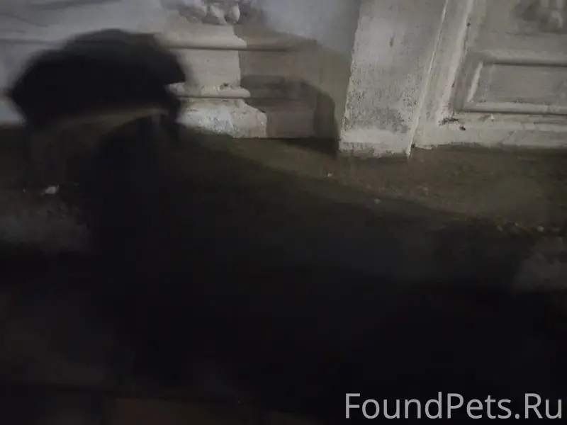 Найден щенок Малыш