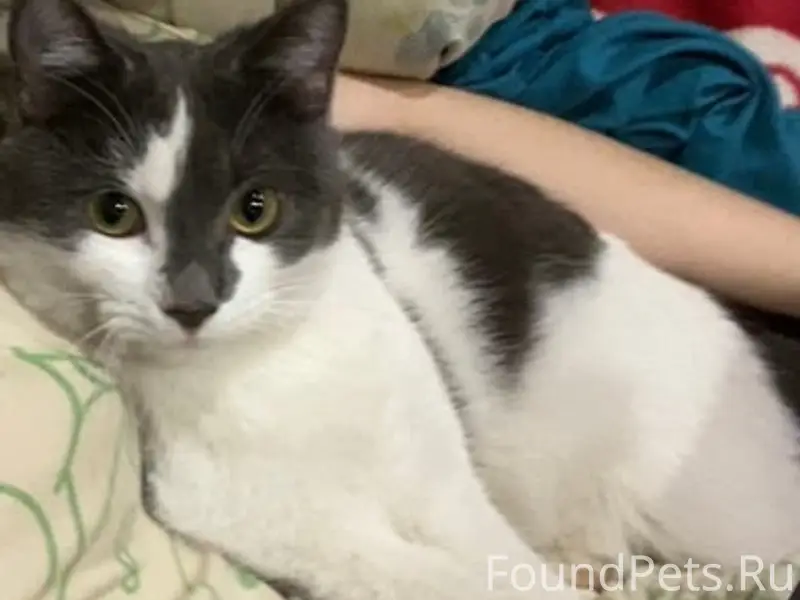 Пропали кот и кошка, улица далёкая