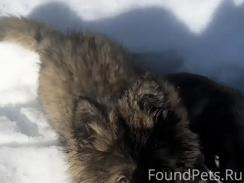 Пропал щенок лайка, Карла Маркса 155