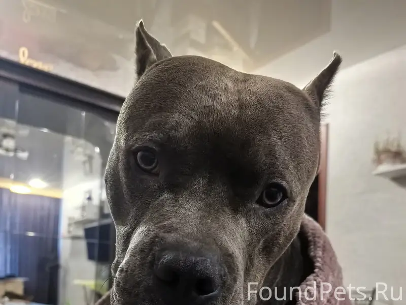 Пропала собака стаффорд, район новосёлов