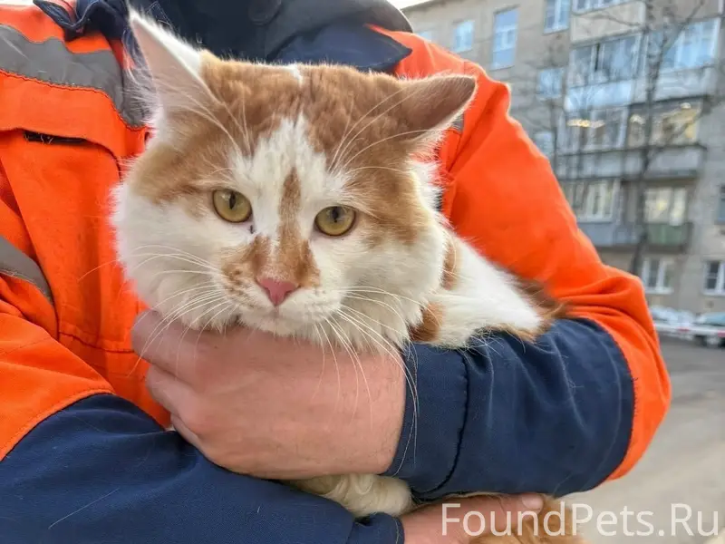 Найден домашний кот, Химки