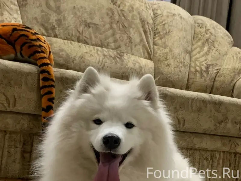 Пропали две собаки самоед, Старый Оскол