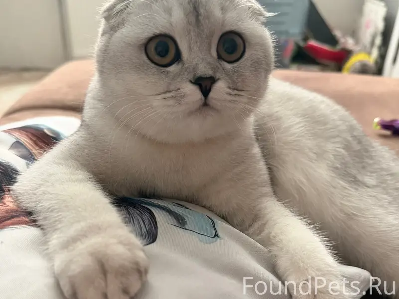 Пропала кошка, Билево