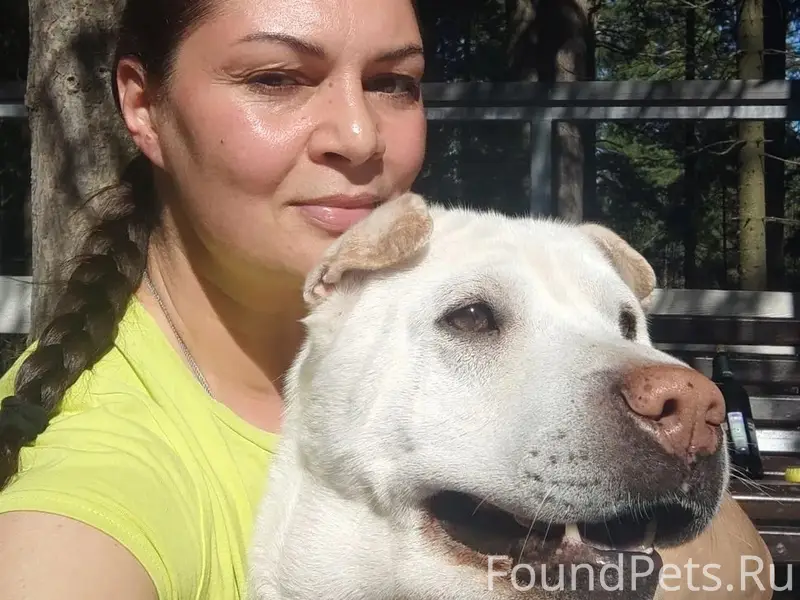 Пропала собака Джесси, район ул. Студенческой