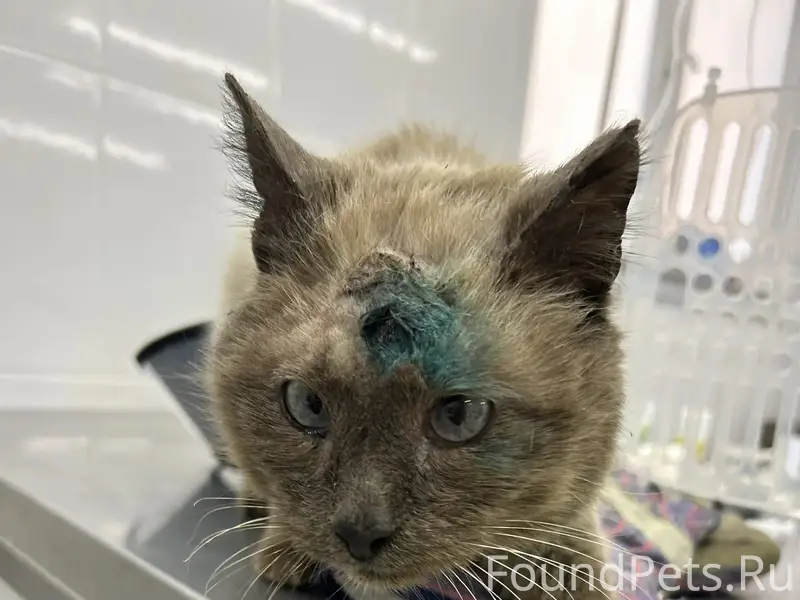 Найден кот, похож на сиамского, Балашиха