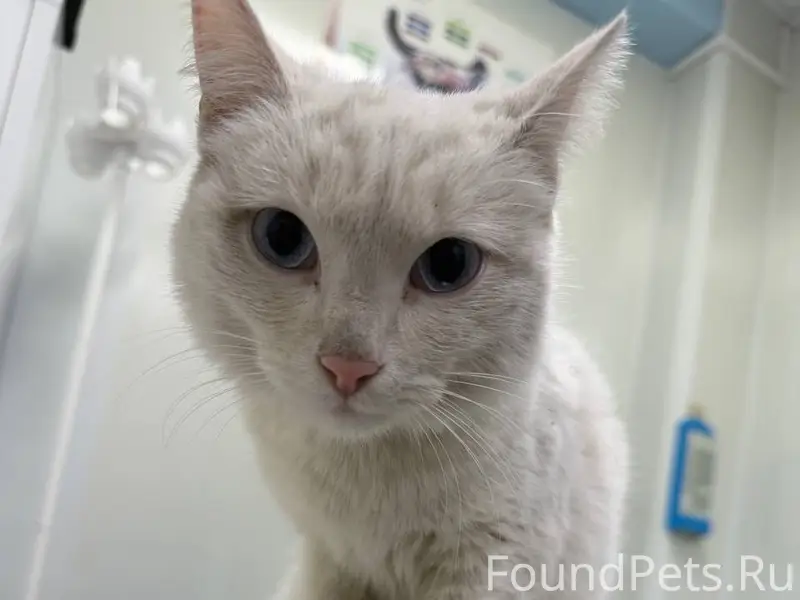 Найдена белая кошка Снежинка