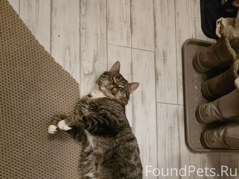 Пропал кот Борис, Стулово