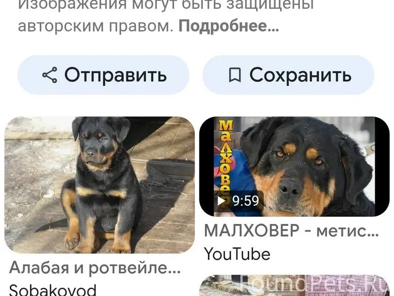 Пропал молодой пёс, с. Таборы