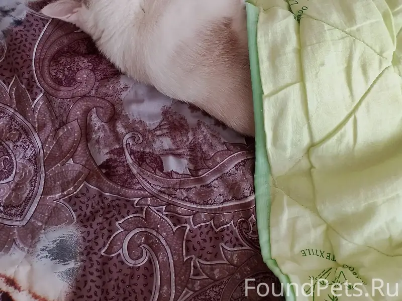 Пропал кот Мурзик, Пятигорск