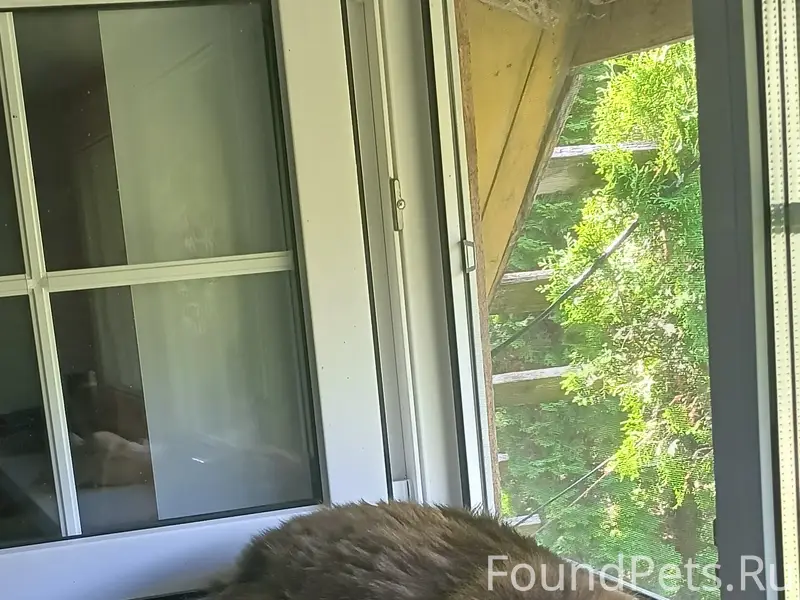 Потерялся котик