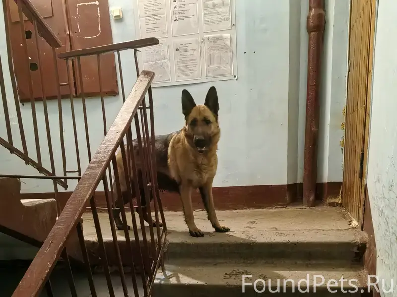 Найденна овчарка Найда, без хозяина