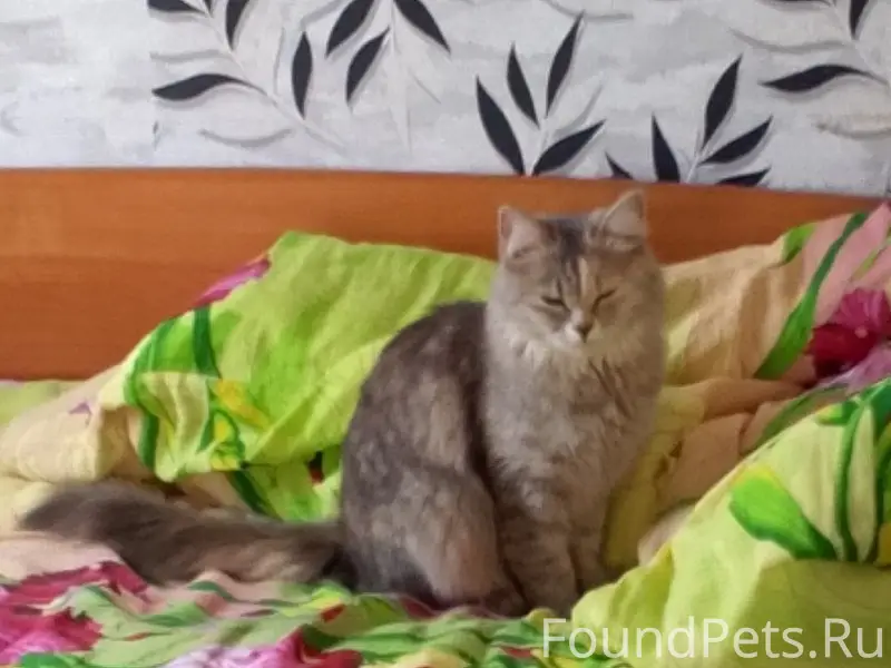 Пропала кошка Мышка, Можга