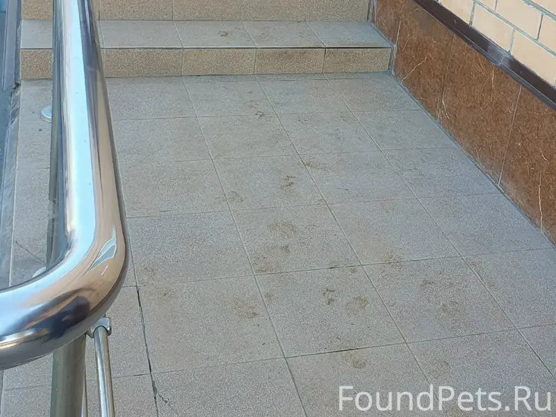 Найден тип собака, район Приокский