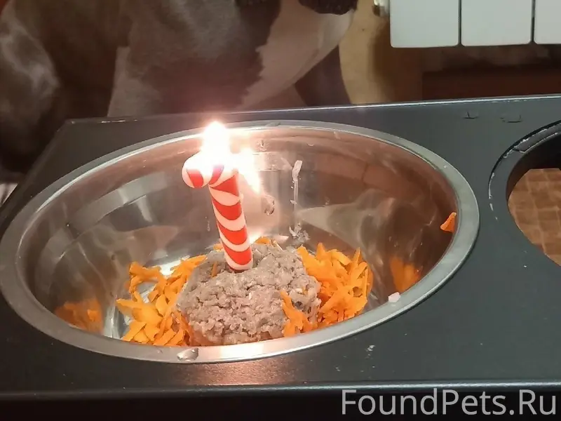 Пропал булли Гарри, п. Луковецкий