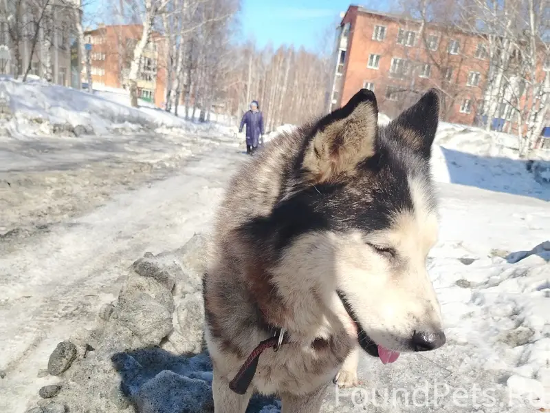 Найден пёс, центр, Октябрьский проезд