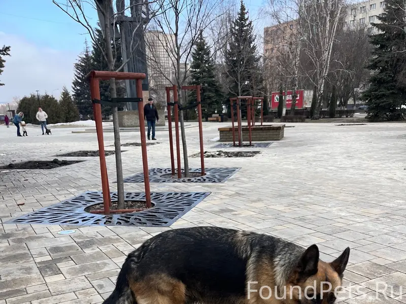 Найден тип собака, 