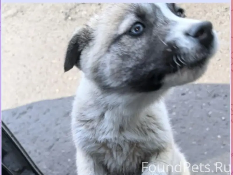 Найден щенок-метис хаски, девочка