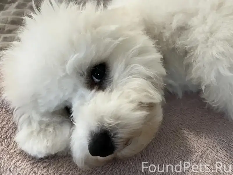 Пропал щенок белая болонка, Мервино