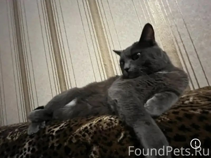 Пропал кот Филя, город Рыбное