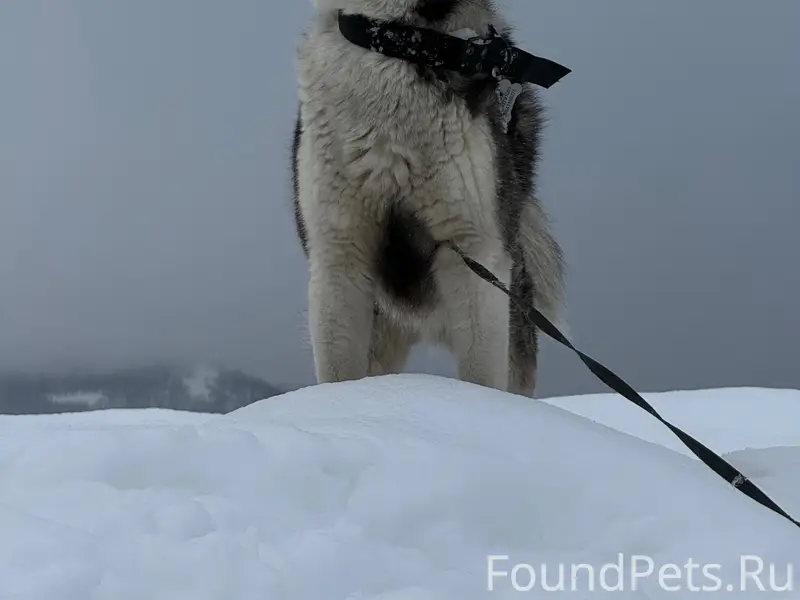 Пропал хаски Айс, 3-й бам