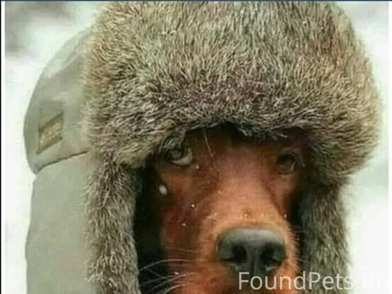 В Китае похищенные собаки сбежали от...