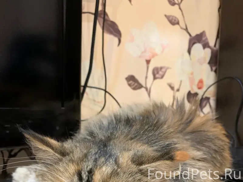 Найдена домашняя кошка, район Флотской улицы