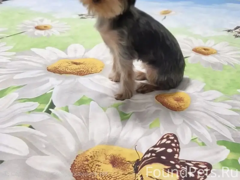 Пропала Йорк, Дзержинский район