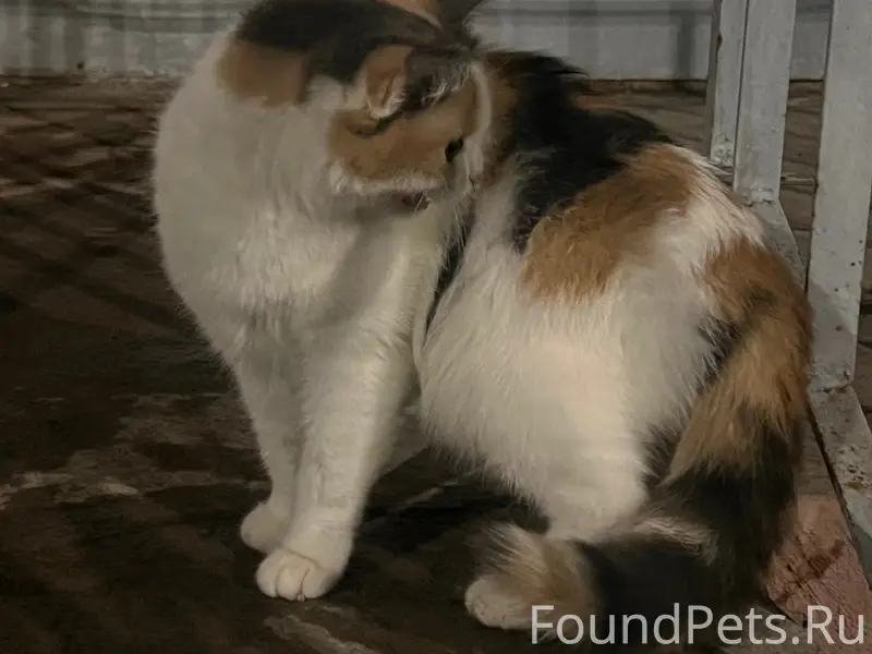 Найдена кошка, возле дома строителей 12