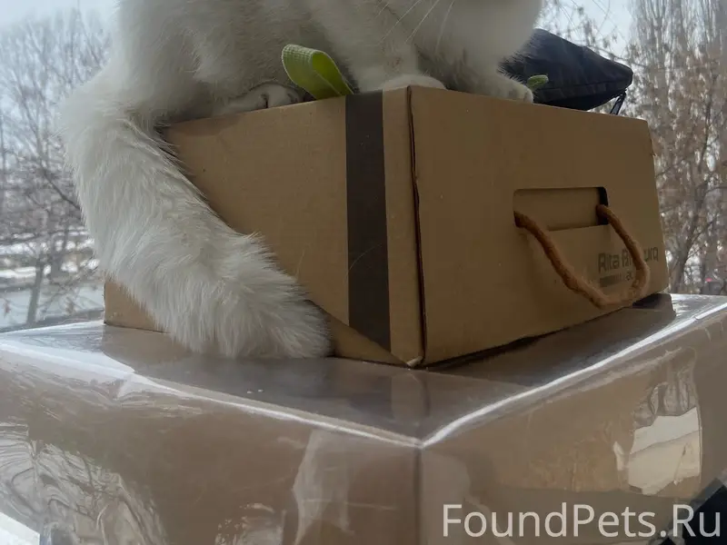 Найдена вислоухая кошка, Интернациональная 103