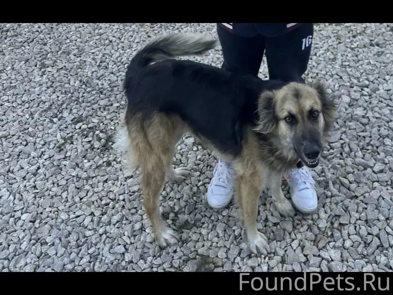 Пропала собака! Деревня Акиньшино. Девочка, пушистая, среднего размера, в ошейнике, 4 года. Отзывается на кличку Рози.