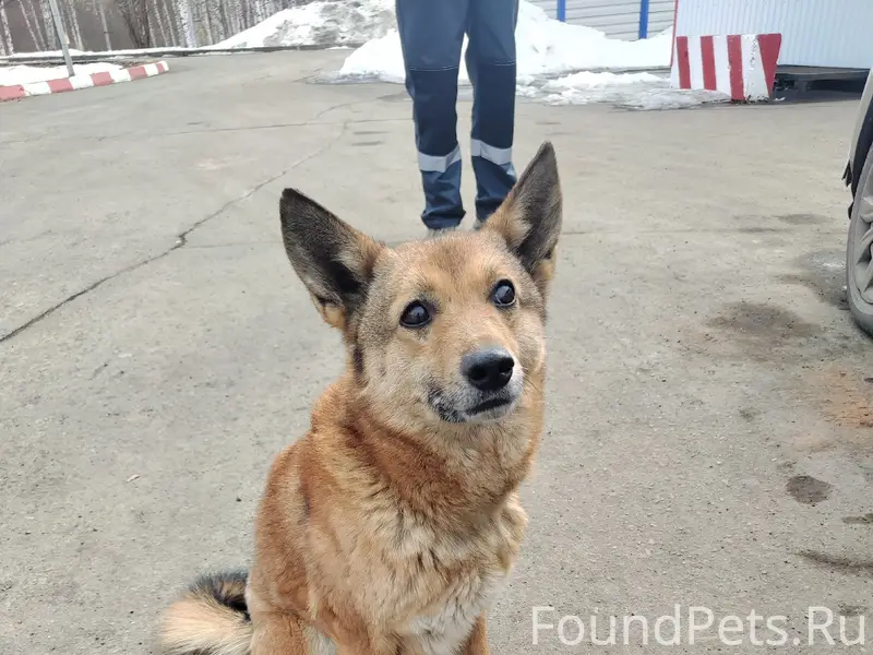 Найден рыжий щенок, ул. Колосковая