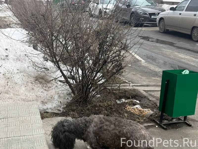 Пропала собака, хромает, Камышинская 111