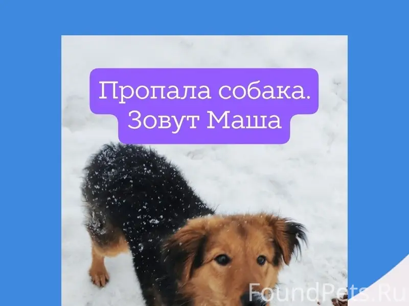 Пропала собака Маша, СНТ Стекловолокно