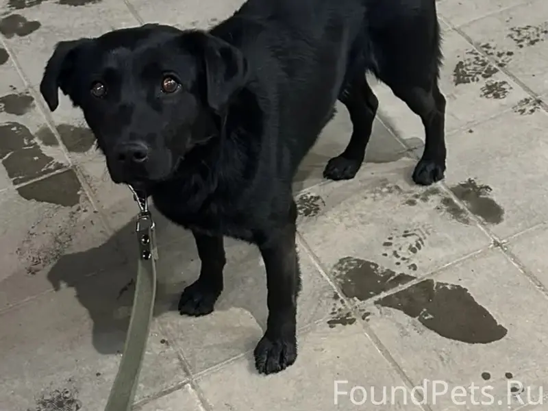 Найден пёс, [без клички], Дубна