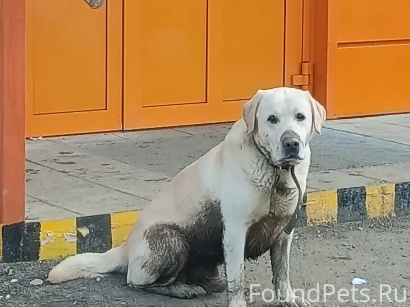Пропал пёс, Западный посёлок