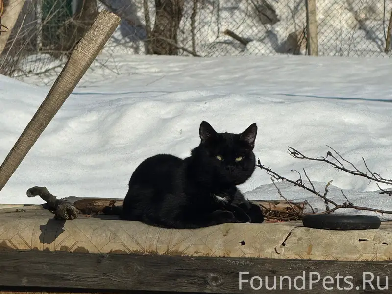 Пропал кот, Пролетарка